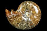 Polished Ammonite (Gaudryceras?) Fossil - Madagascar #166299-1